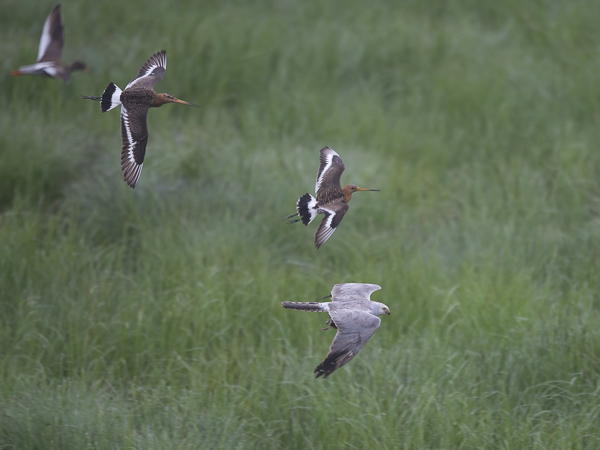 Arosuohaukka, Pallid Harrier, Circus macrourus